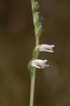 Texas lady's tresses